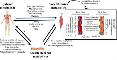 Adult Muscle Stem Cells: Exploring the Links Between Systemic and Cellular Metabolism